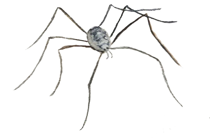 Daddy Long Legs drawn by an Oak and Orca School teacher