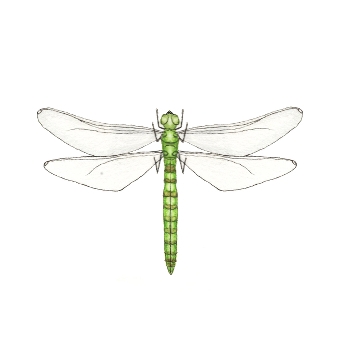 Button for Information about Oak and Orca Pre-primary School, Dragonfly Drawing