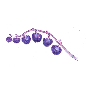 Button for Information about Forest School, Salal Berries Drawing